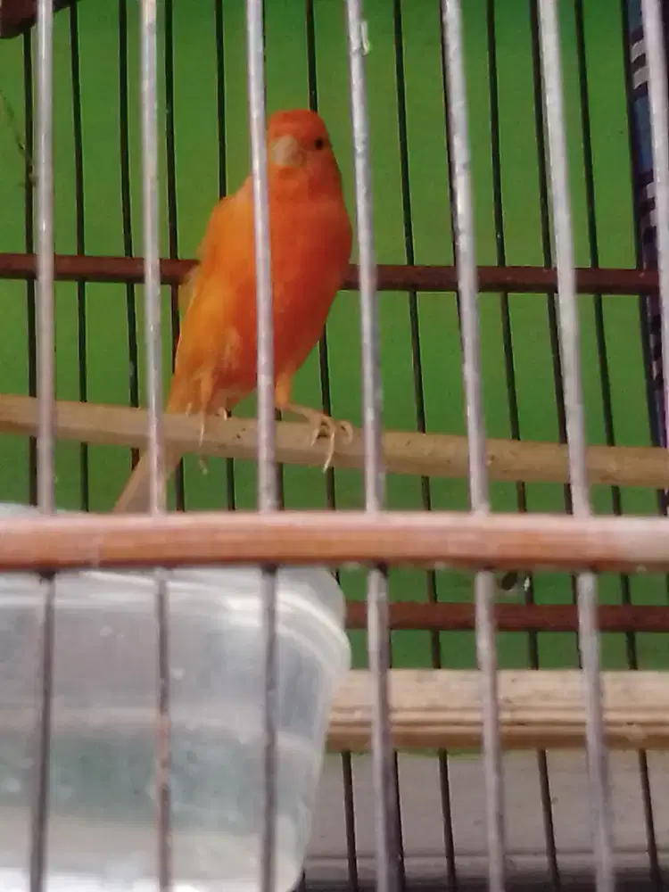 Kenari Merah lokal
