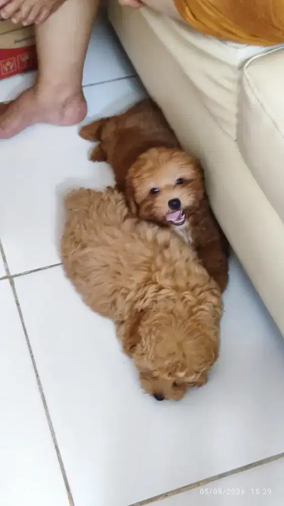 Jual doggy puppy shipoo campuran usia 2 bulan