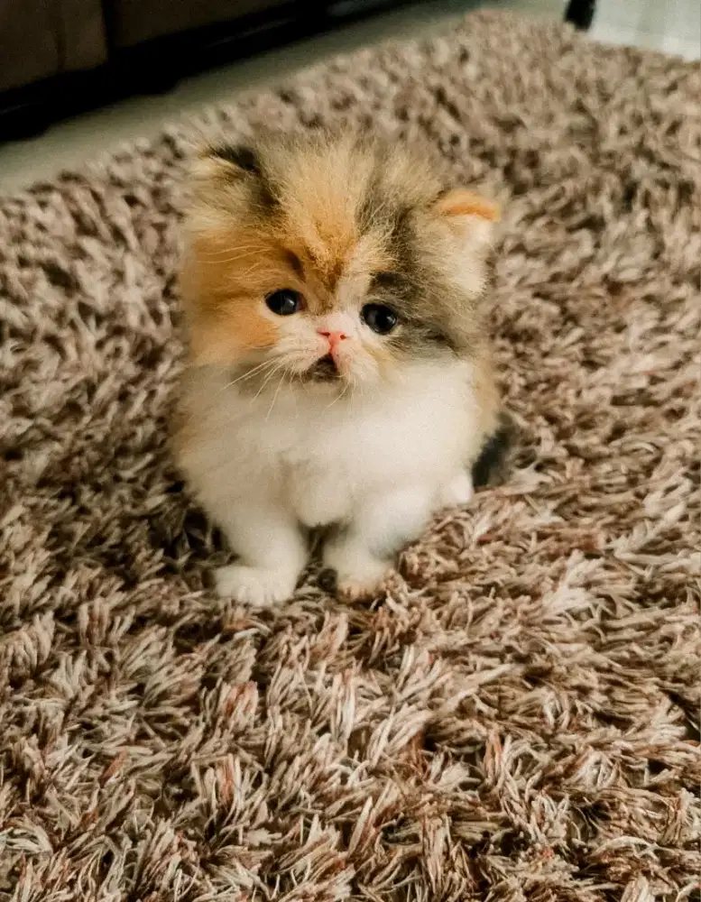 KITTEN PERSIA 2 BULAN BULU TIGA GEMES