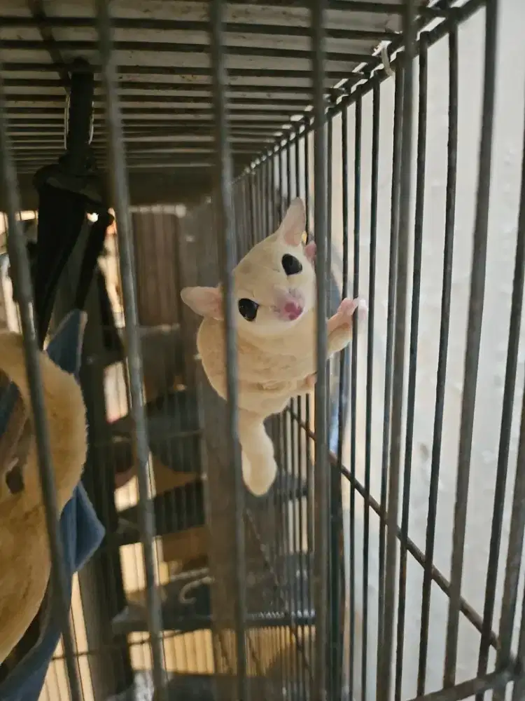 Sugar glider leucistic dewasa
