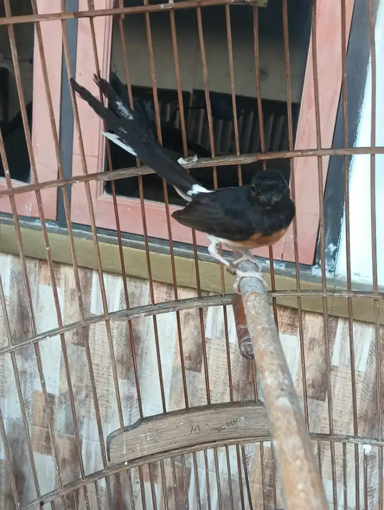 Burung murai betina ekor panjang