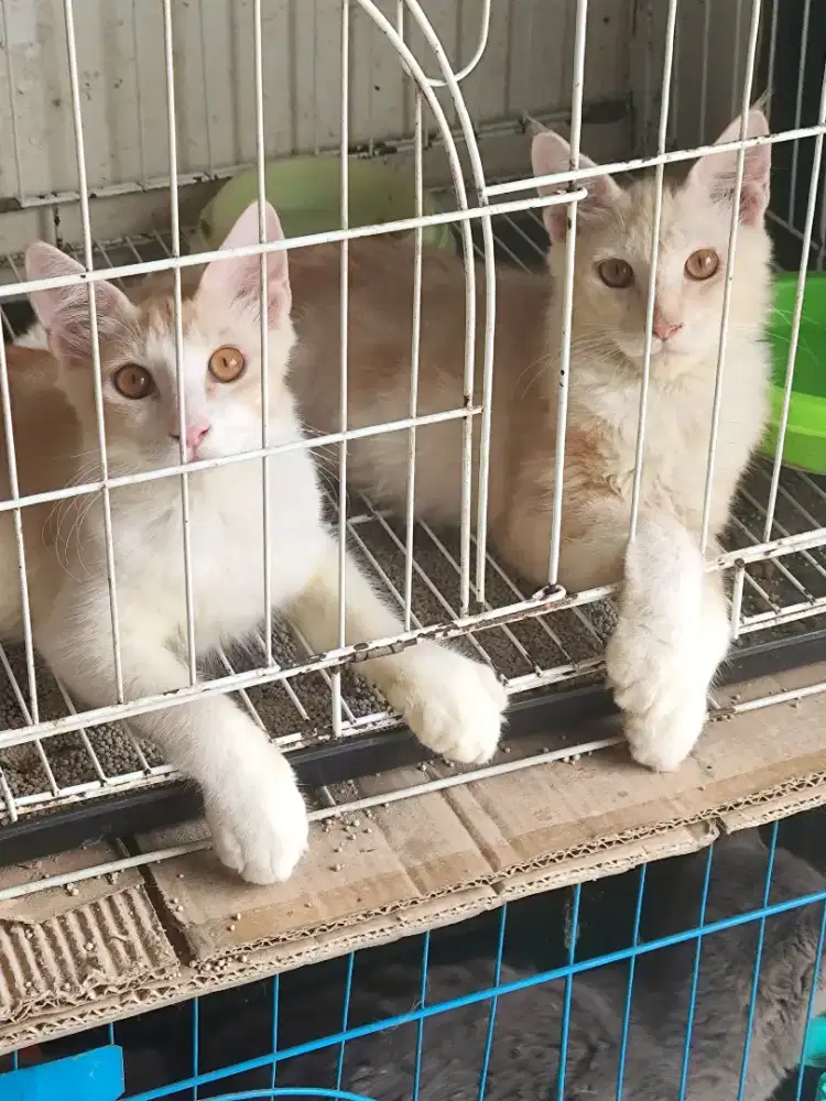 Kucing maincoon