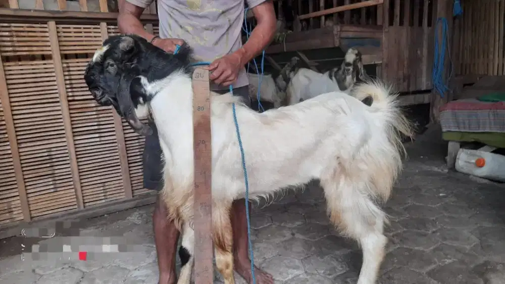 Jual kambing kurban cocok juga utk aqiqoh