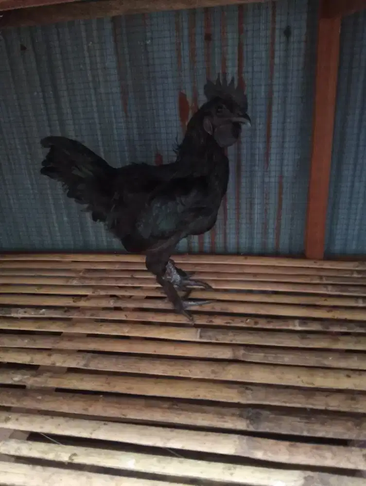 Jual ayam cemani lidah abu abu harga 600000