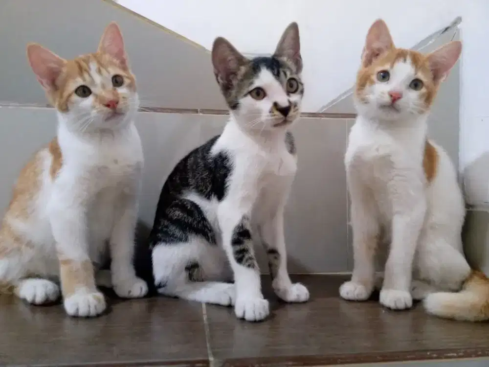 3 Kucing BSH x mixdom