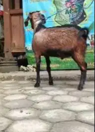 kambing jantan 23-25 kiloan 1 tahunan siap kurban murmer ekonomisan ok