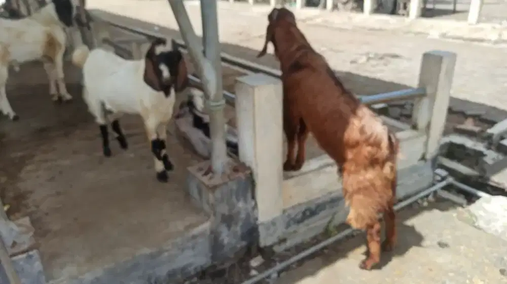 Jual kambing Qurban dan aqiqah