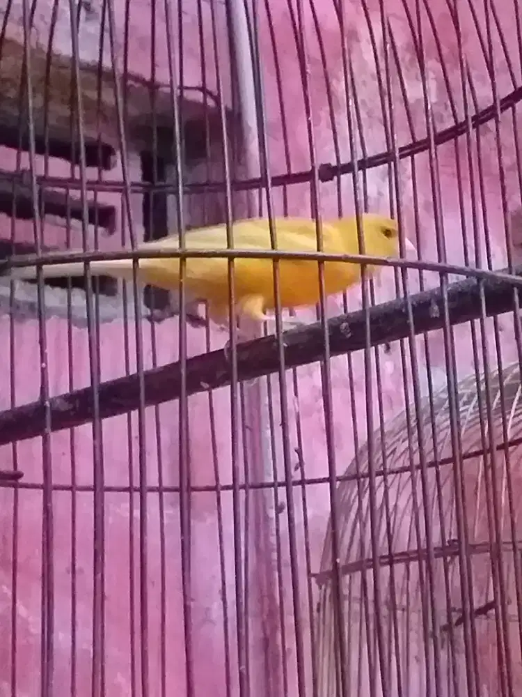 Kenari oren jantan bunyi setegah volume