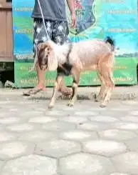 kambing jantan 23-25kiloan siap hewan kurban murmer ekonomisan 1 tahun