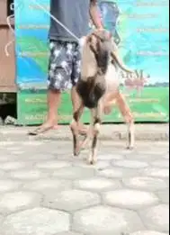 kambing jantan 23-25kiloan siap kambing qurban ekonomisan murmer 1 thn