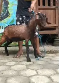 kambing jantan 23-25kiloan siap kambing qurban ekonomisan murmer 1 thn