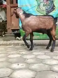 kambing jantan 23-25kiloan siap hewan kurban murmer 1 thn ekonomisan