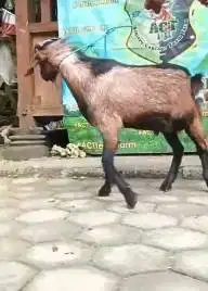 kambing jantan 23-25kiloan siap kambing qurban murmer 1 thn ekonomisan