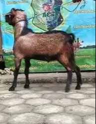 kambing qurban 23-25kiloan jantan 1 tahun siap kurban ekonomisan puas