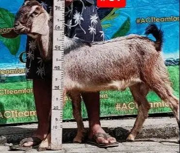 kambing qurban 23-25kiloan jantan 1 tahun siap kurban ekonomisan puas