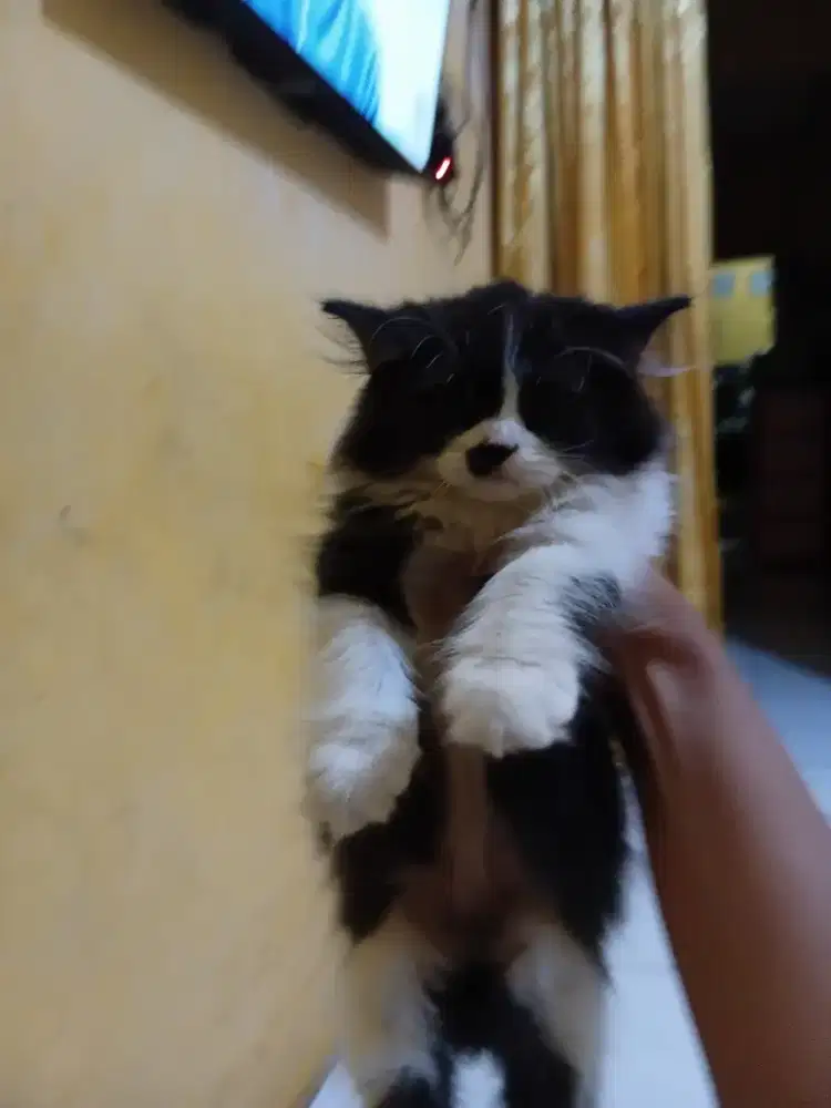 Kucing flatnose 3bulan (betina)