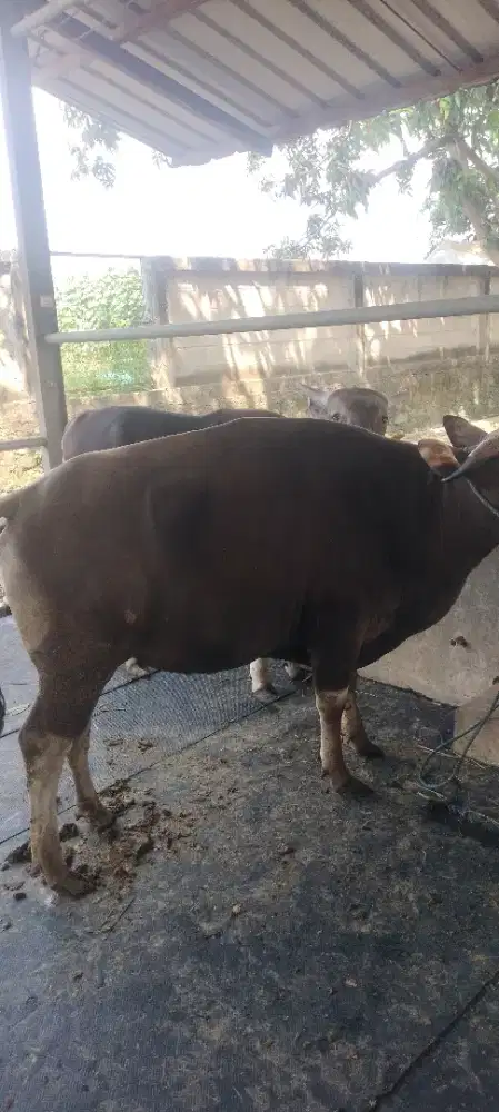 Bismillah yu mangga sapi qurbannya agan2