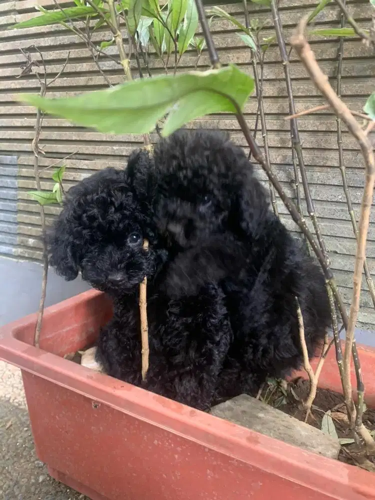 Black poddle stambum