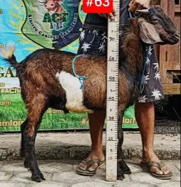 kambing qurban 33-35 kiloan siap kambing kurban murmer 1 thn ekonomis