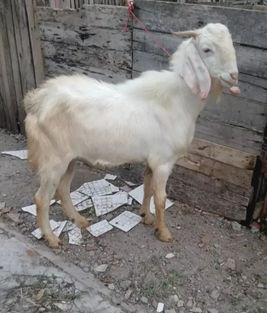 Jual kambing qurban Surabaya