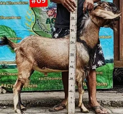 kambing jantan 33-35 kiloan layak kambing kurban murmer 1 thn ekonomis