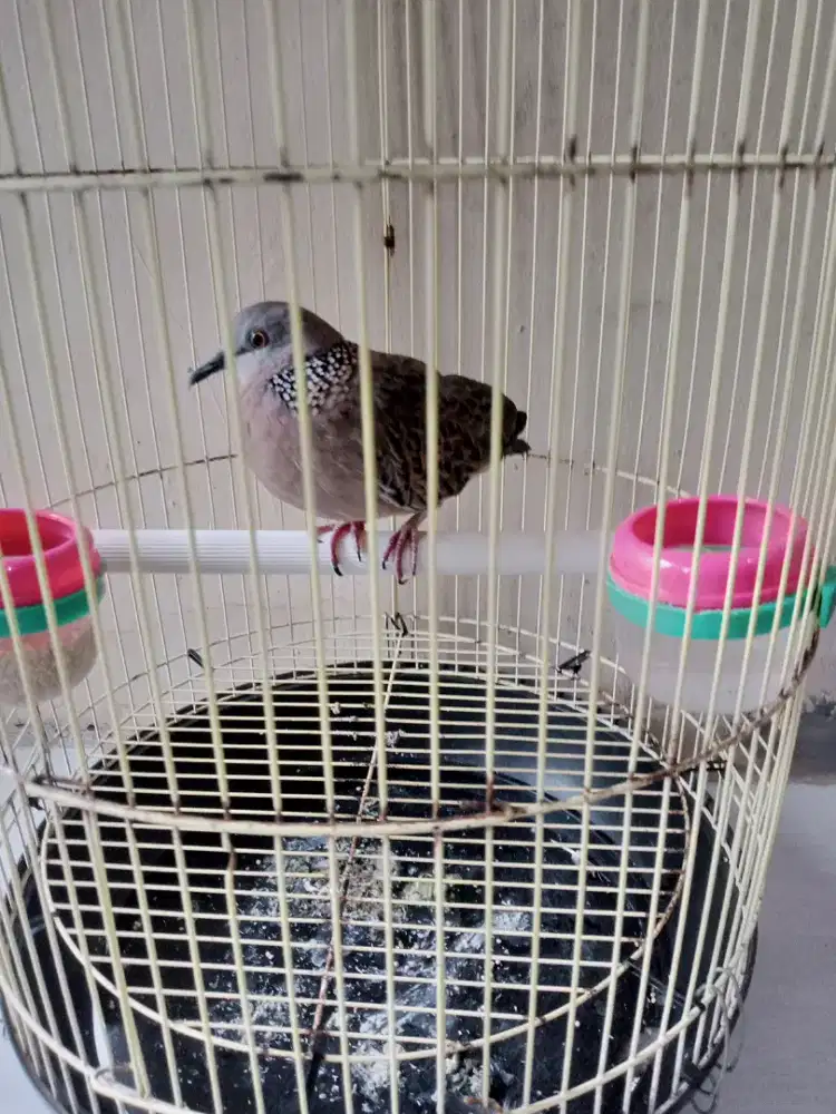 burung tekukur jantan