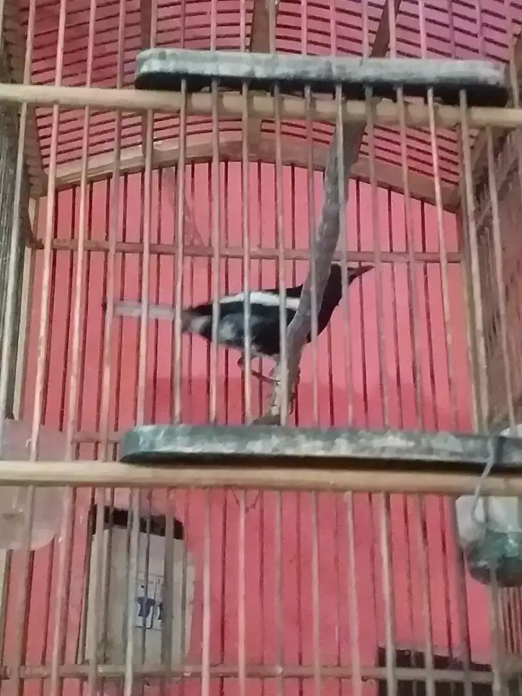Kacer dada hitam mulus