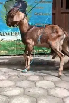 kambing qurban 33-35kiloan 1 tahunan siap kambing kurban murmer jantan