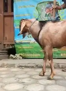 kambing qurban 33-35kiloan 1 tahunan siap kambing kurban murmer jantan
