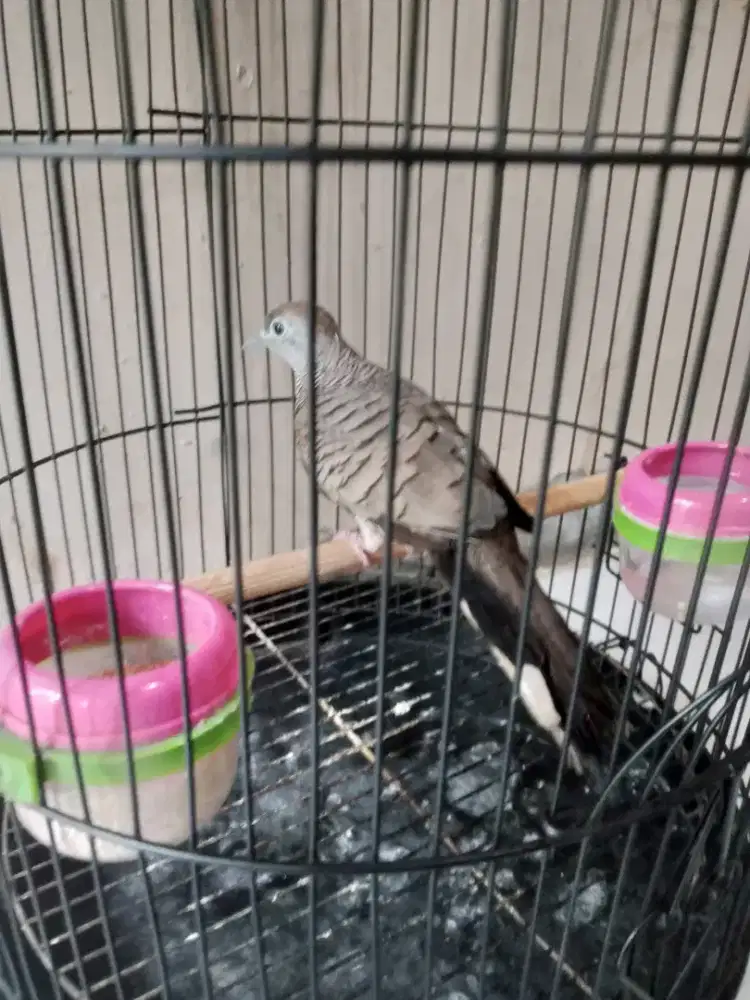 burung perkutut