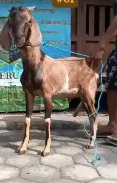 kambing jantan 33-35kiloan siap kambing qurban ekonomisan murmer 1 thn