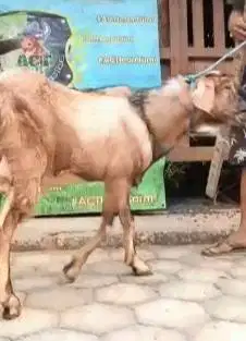 kambing jantan 33-35kiloan siap kambing qurban ekonomisan murmer 1 thn