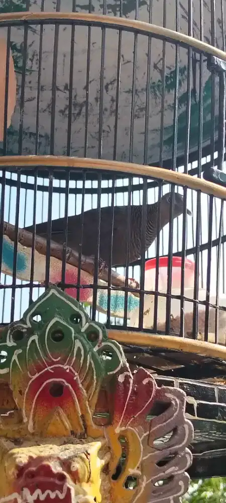 Jual burung perkutut cemani kol Buntet gacor wz mbekur2 murah meriah