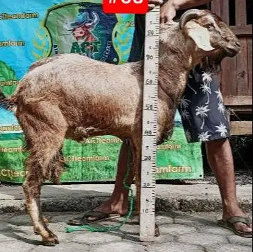 kambing jantan 33-35 kiloan 1 tahunan siap kurban murmer ekonomisan ok