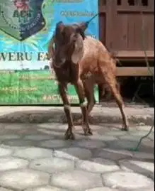kambing jantan 33-35 kiloan 1 tahunan siap kurban murmer ekonomisan ok