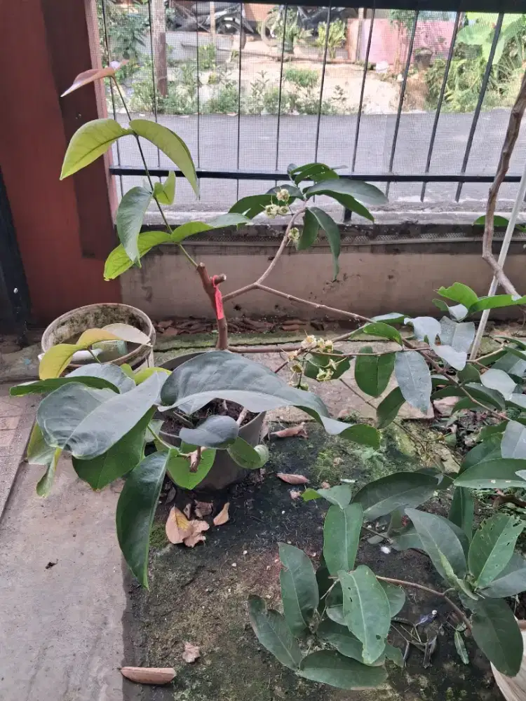 Dijual Tabulampot Jambu Air jenis KIOJOK sedang berBUNGA