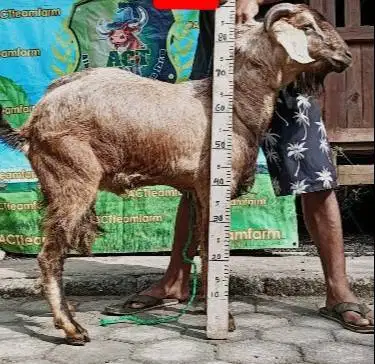 kambing qurban 33-35kiloan jantan murmer siap kurban ekonomisan manteb