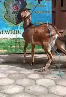 kambing qurban 33-35kiloan jantan murmer siap kurban ekonomisan manteb