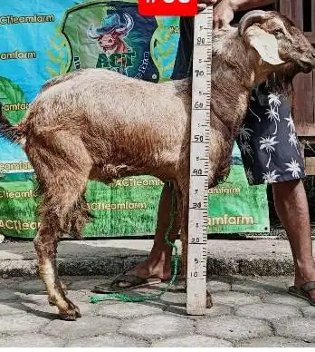 kambing qurban 33-35kiloan siap hewan kurban murmer jantan 1 tahunan