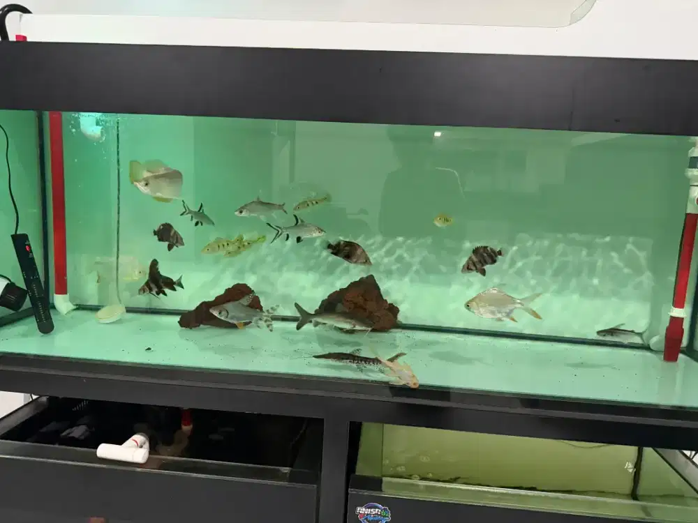 DIJUAL AQUARIUM UKURAN boleh tanyakan langsung ya
