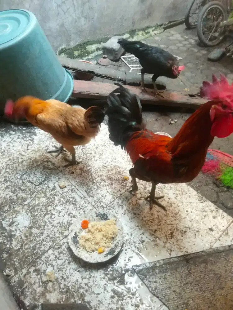 Ayam pelung borong murah