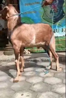 kambing qurban 33-35kiloan siap kambing kurban ekonomisan 1 tahunan ok