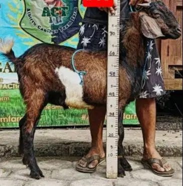 kambing qurban 33-35kiloan siap kurban murmer jantan 1 tahunan rawatan