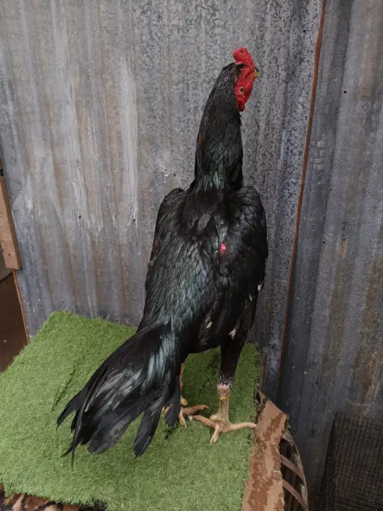 Ayam Bangkok bulbi