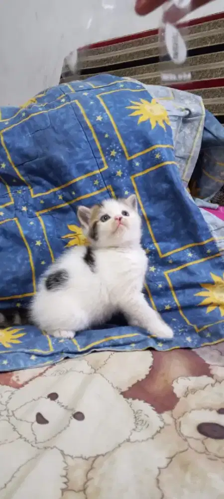 Lepas adopt kitten Ns Jantan