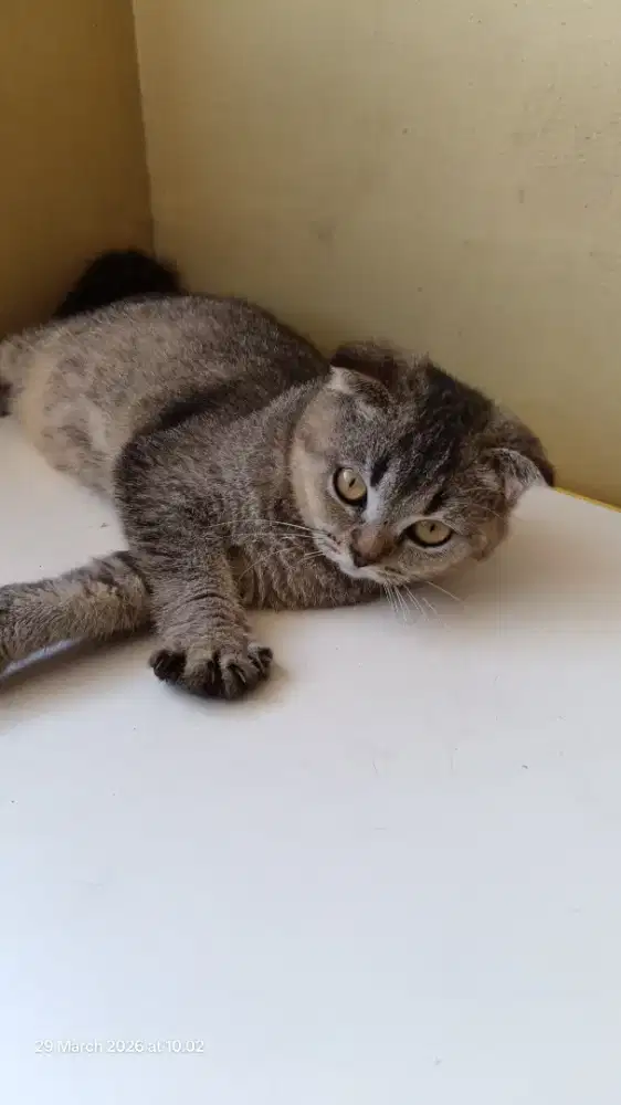 Kitten Scotthis Fold Betina Bandung