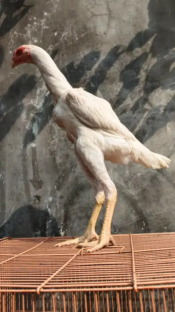 Ayam Shamo Eropa