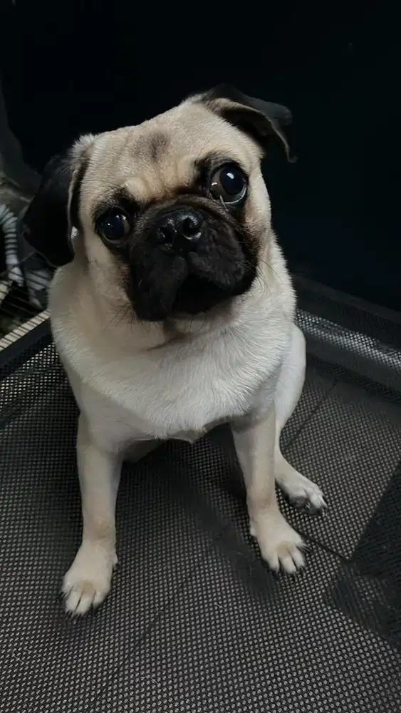 oper adopt anjing pug pure stanbum