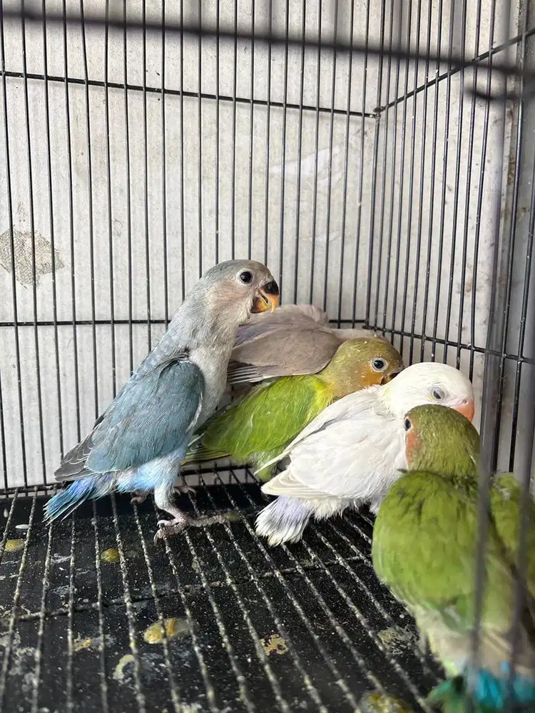 lolohan lovebird nonklep
