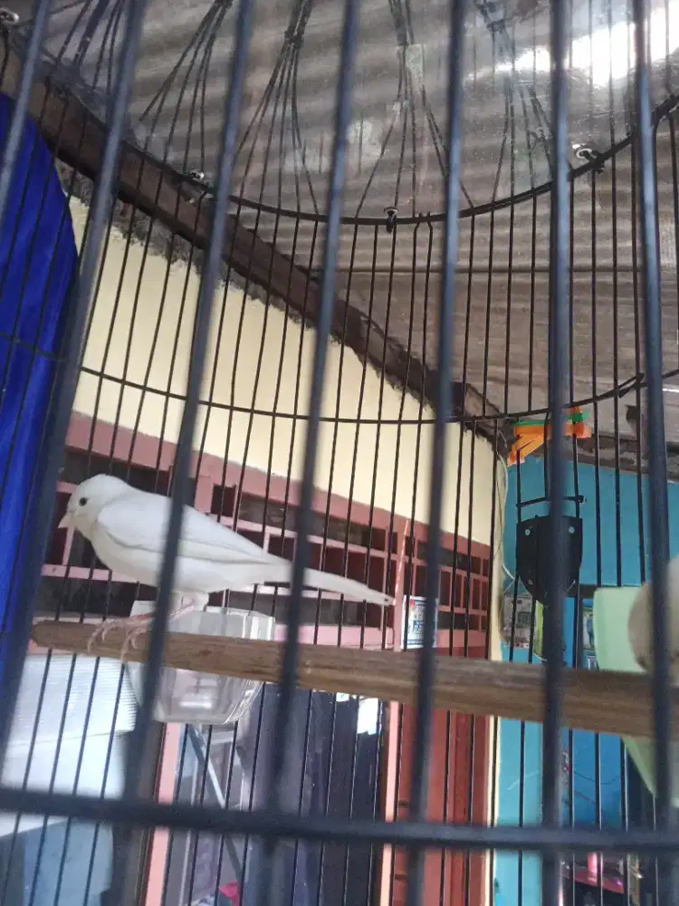Kenari loper putih gacor burja